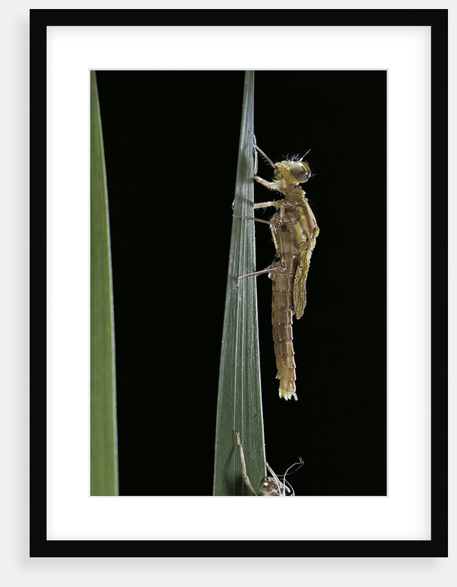 Pyrrhosoma nymphula (large red damselfly) - emerging by Anonymous