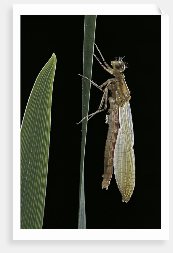 Pyrrhosoma nymphula (large red damselfly) - emerging by Anonymous