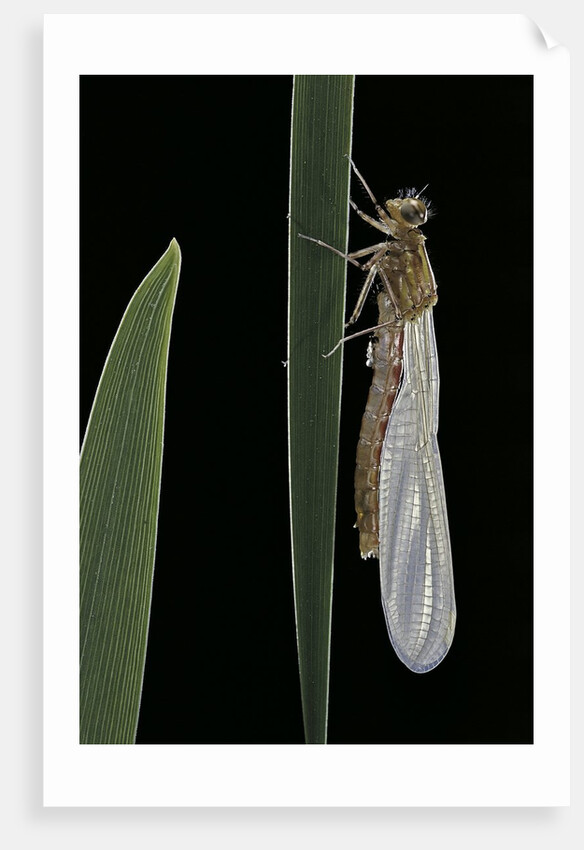 Pyrrhosoma nymphula (large red damselfly) - emerging by Anonymous