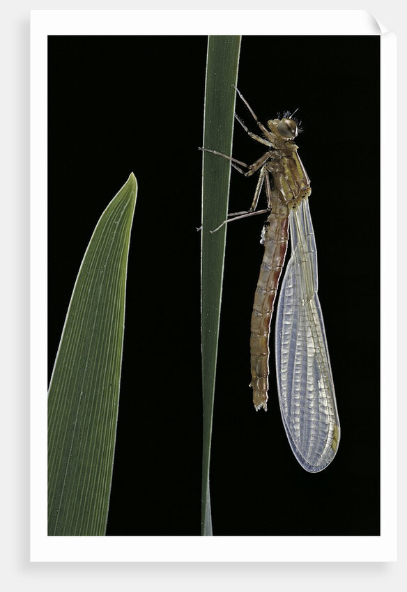 Pyrrhosoma nymphula (large red damselfly) - emerging by Anonymous