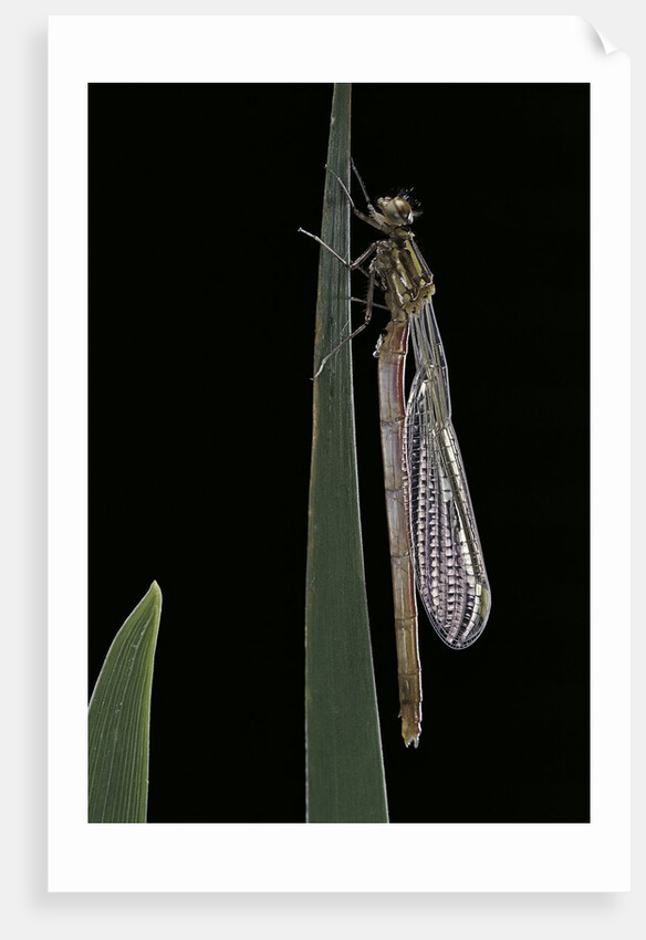 Pyrrhosoma nymphula (large red damselfly) - emerging by Anonymous