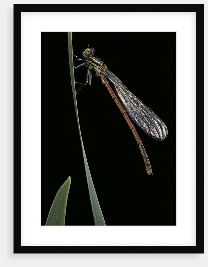 Pyrrhosoma nymphula (large red damselfly) - newly emerged by Anonymous