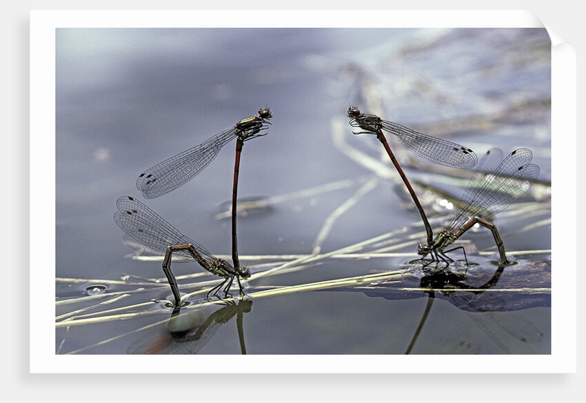 Pyrrhosoma nymphula (large red damselfly) - laying eggs in aquatic plants by Anonymous
