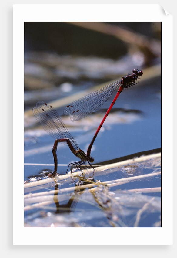 Pyrrhosoma nymphula (large red damselfly) - laying eggs in aquatic plants by Anonymous