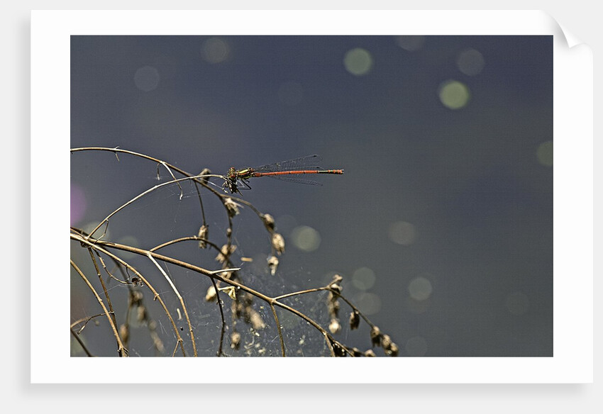 Pyrrhosoma nymphula (large red damselfly) by Anonymous