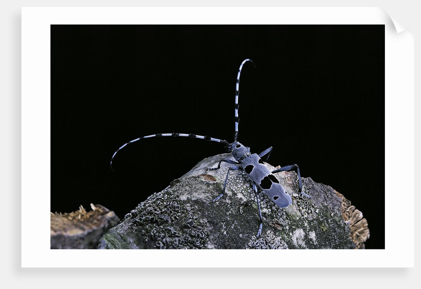 Rosalia alpina (rosalia longicorn) by Anonymous