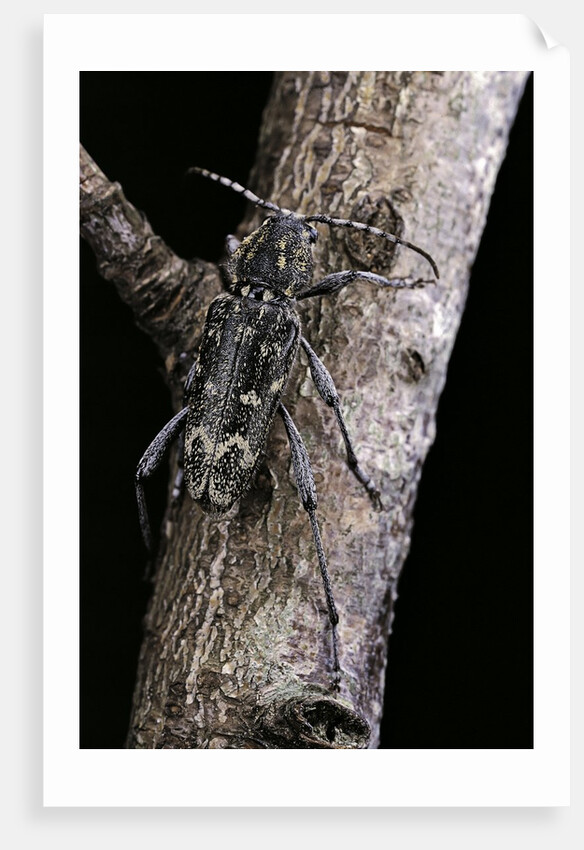 Rusticoclytus rusticus (longhorn beetle) by Anonymous