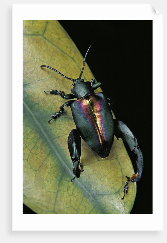 Sagra buqueti (frog-legged leaf beetle) by Anonymous