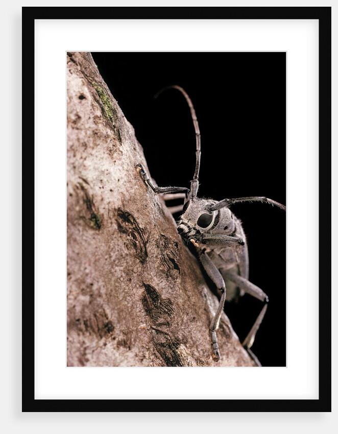 Saperda octopunctata (flat-faced longhorn beetle) by Anonymous