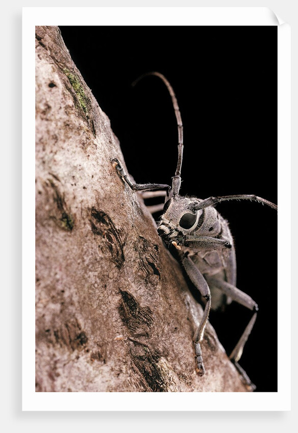 Saperda octopunctata (flat-faced longhorn beetle) by Anonymous
