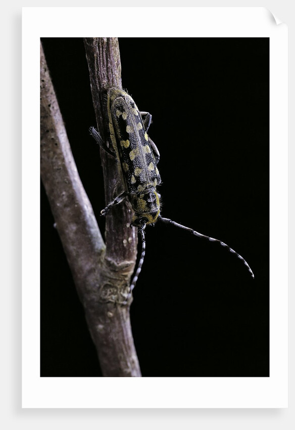 Saperda scalaris (flat-faced longhorn beetle) by Anonymous