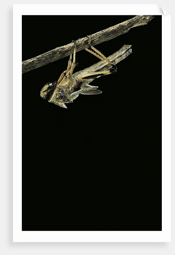 Schistocerca gregaria (desert locust) - emerging by Anonymous