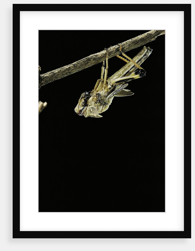 Schistocerca gregaria (desert locust) - emerging by Anonymous