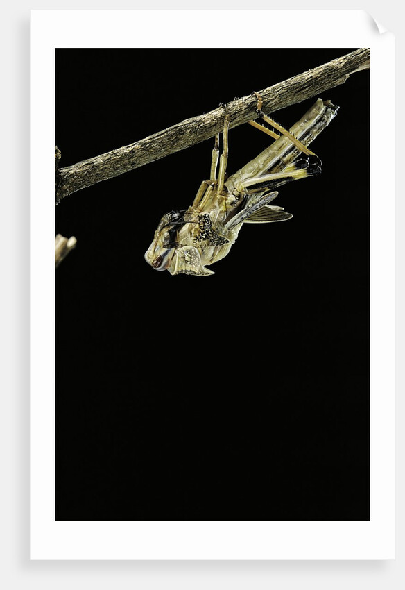 Schistocerca gregaria (desert locust) - emerging by Anonymous