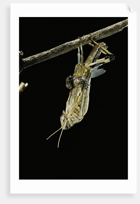 Schistocerca gregaria (desert locust) - emerging by Anonymous