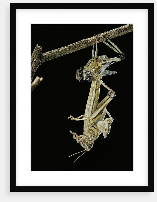 Schistocerca gregaria (desert locust) - emerging by Anonymous