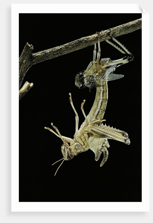 Schistocerca gregaria (desert locust) - emerging by Anonymous