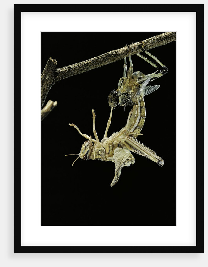 Schistocerca gregaria (desert locust) - emerging by Anonymous