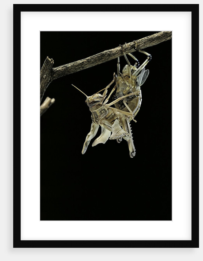 Schistocerca gregaria (desert locust) - emerging by Anonymous