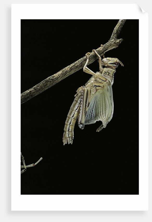 Schistocerca gregaria (desert locust) - emerging by Anonymous
