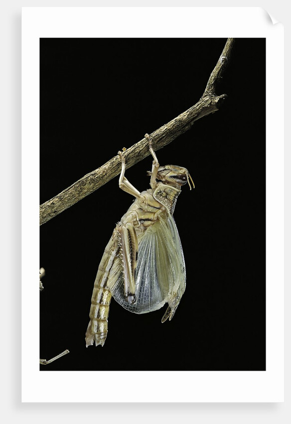 Schistocerca gregaria (desert locust) - emerging by Anonymous