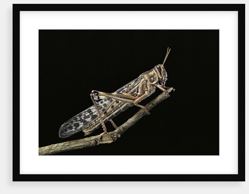 Schistocerca gregaria (desert locust) by Anonymous