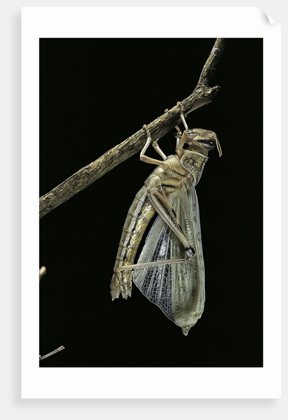 Schistocerca gregaria (desert locust) - emerging by Anonymous