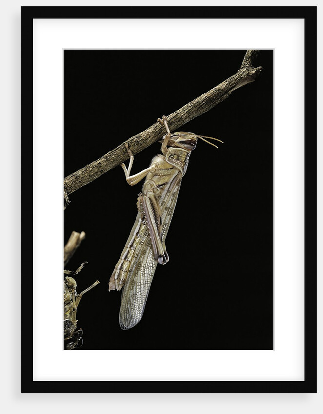 Schistocerca gregaria (desert locust) - emerging by Anonymous