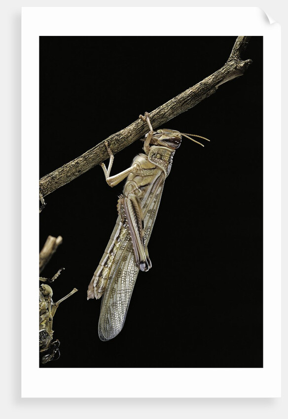 Schistocerca gregaria (desert locust) - emerging by Anonymous