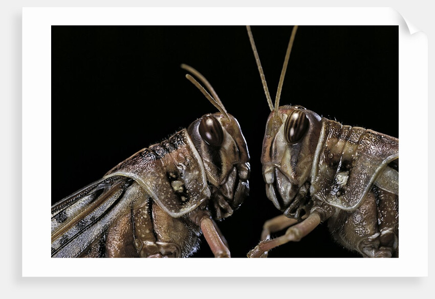 Schistocerca gregaria (desert locust) - portrait by Anonymous