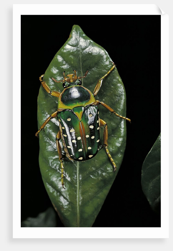 Stephanorrhina guttata (spotted flower beetle) by Anonymous