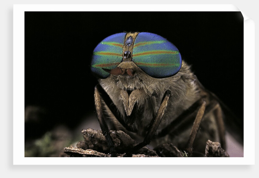 Tabanus bromius (small horse fly, band-eyed brown horsefly) - portrait by Anonymous