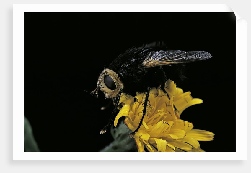 Tachina grossa (giant tachinid fly) by Anonymous