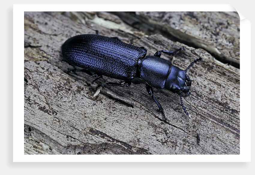 Temnochila caerulea (bark-gnawing beetle) by Anonymous