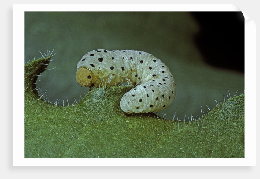 Tenthredo neobesa (common sawfly, tenthredinid sawfly) - larva by Anonymous