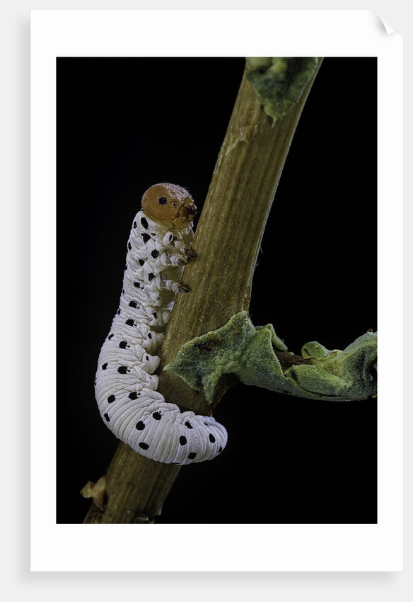 Tenthredo neobesa (common sawfly, tenthredinid sawfly) - larva by Anonymous