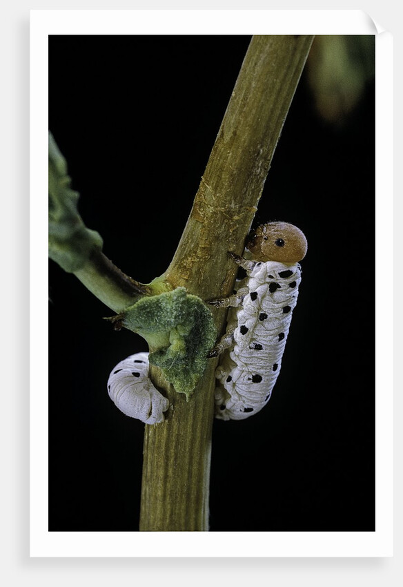 Tenthredo neobesa (common sawfly, tenthredinid sawfly) - larva by Anonymous