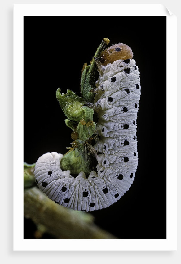 Tenthredo neobesa (common sawfly, tenthredinid sawfly) - larva by Anonymous
