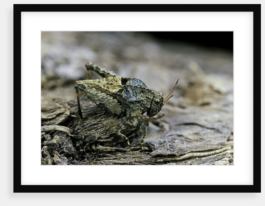 Tetrix undulata (common groundhopper) by Anonymous