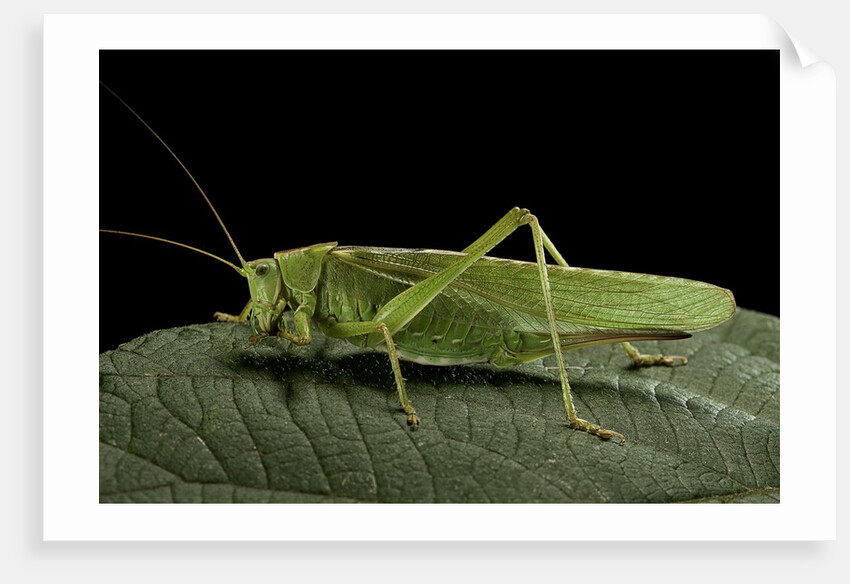 Tettigonia viridissima (great green bush-cricket) - female by Anonymous