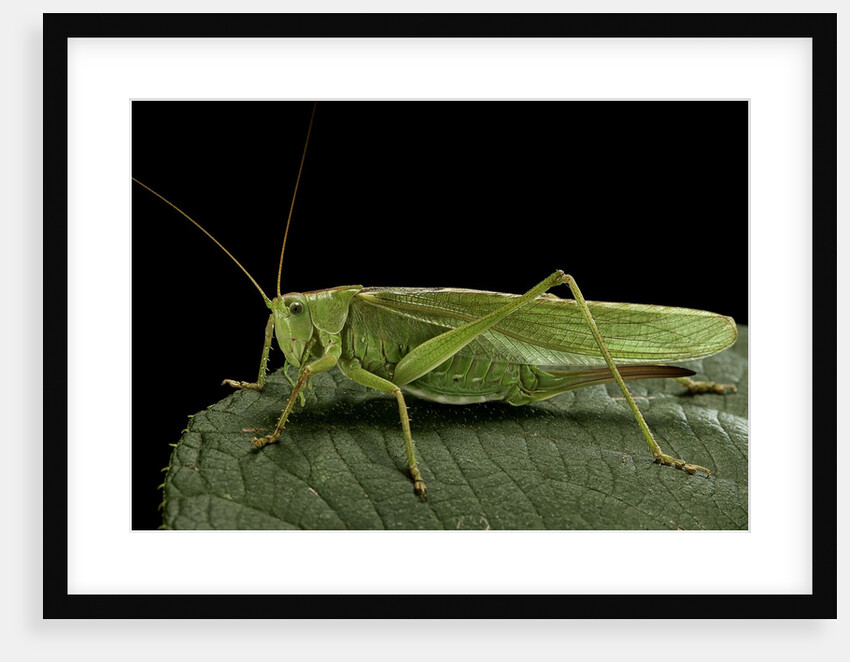 Tettigonia viridissima (great green bush-cricket) - female by Anonymous