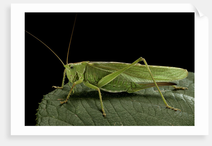 Tettigonia viridissima (great green bush-cricket) - female by Anonymous