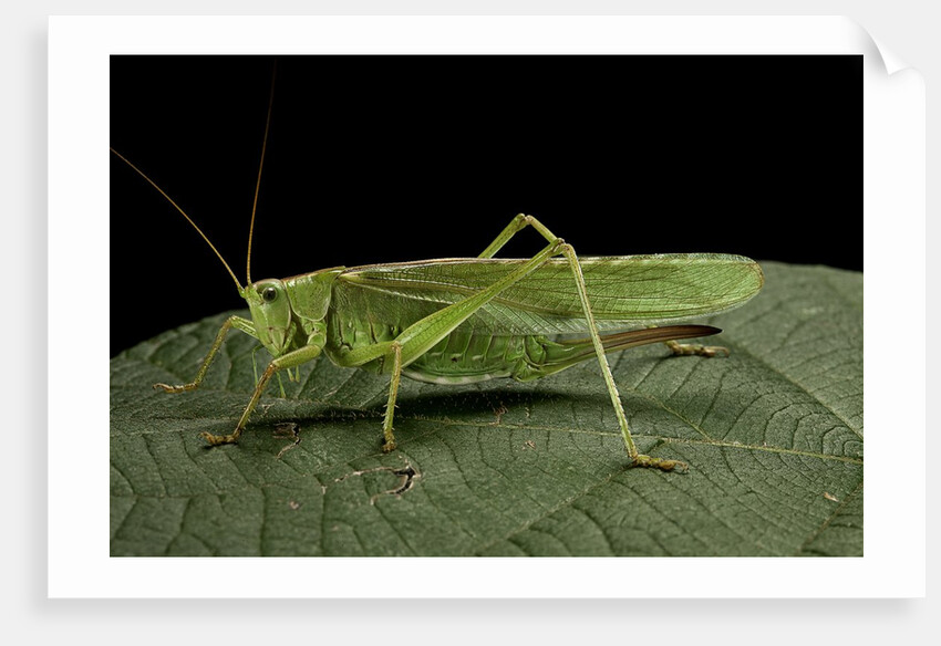 Tettigonia viridissima (great green bush-cricket) - female by Anonymous