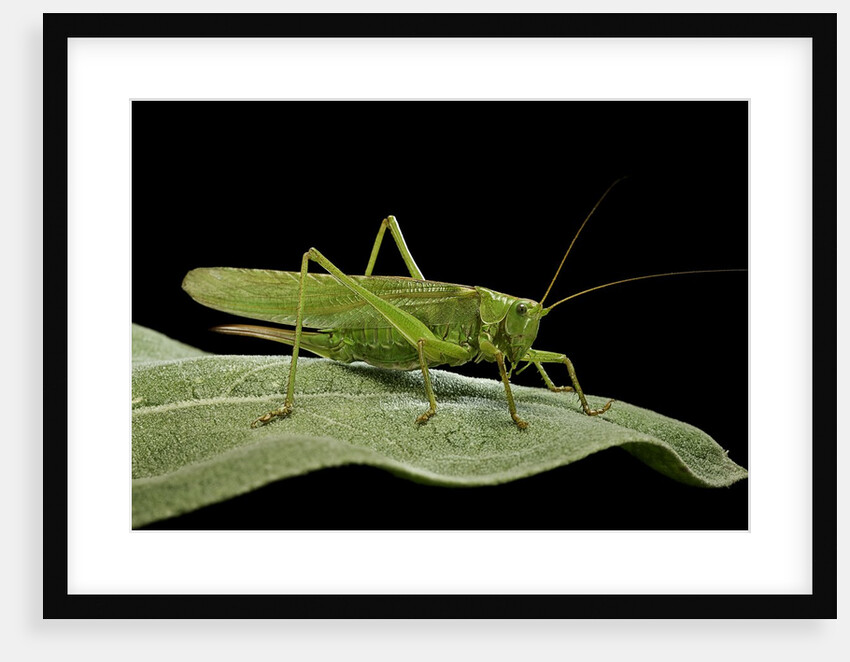 Tettigonia viridissima (great green bush-cricket) - female by Anonymous