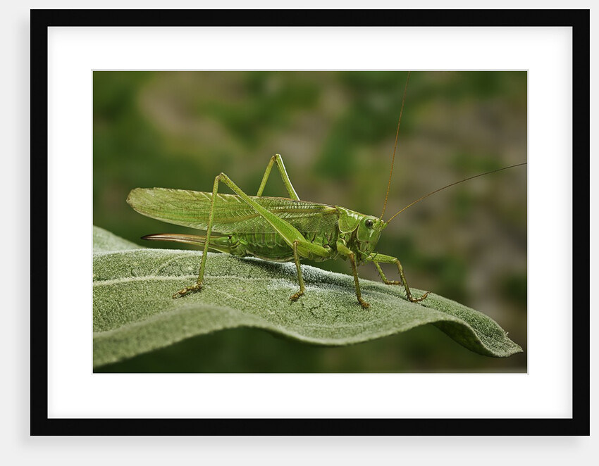Tettigonia viridissima (great green bush-cricket) - female by Anonymous