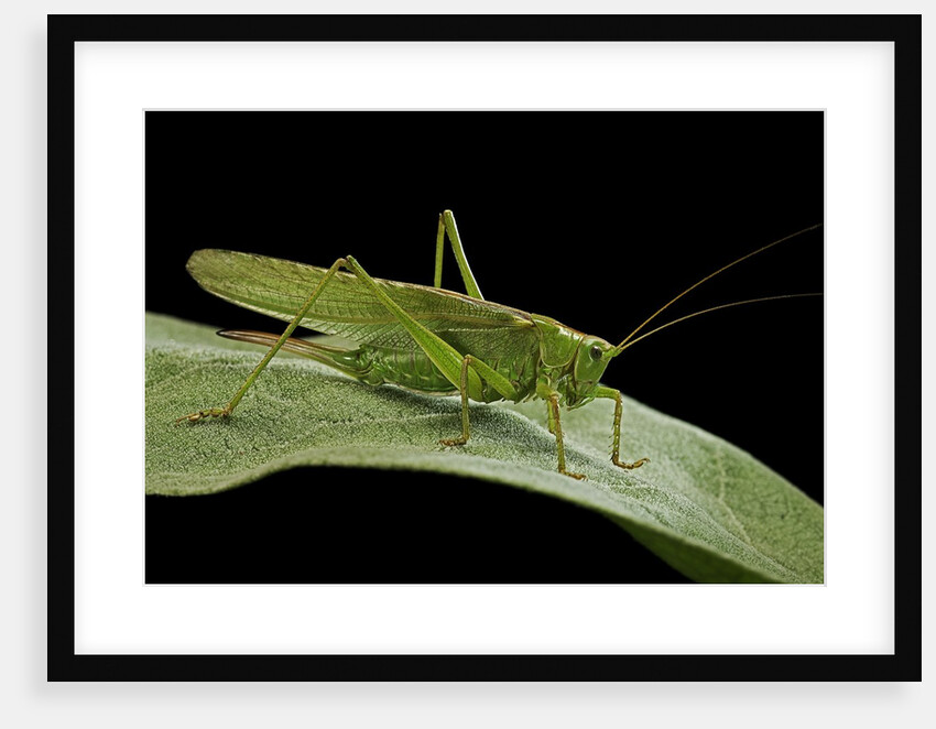 Tettigonia viridissima (great green bush-cricket) - female by Anonymous