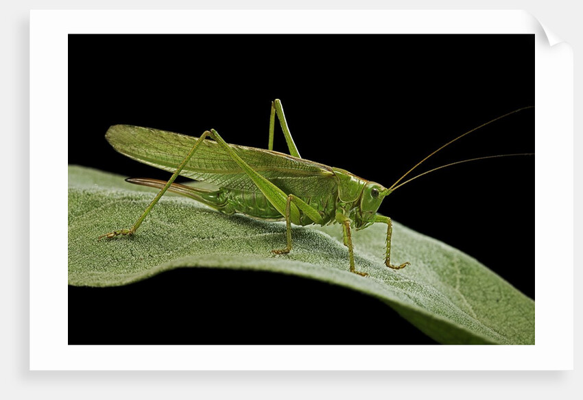 Tettigonia viridissima (great green bush-cricket) - female by Anonymous