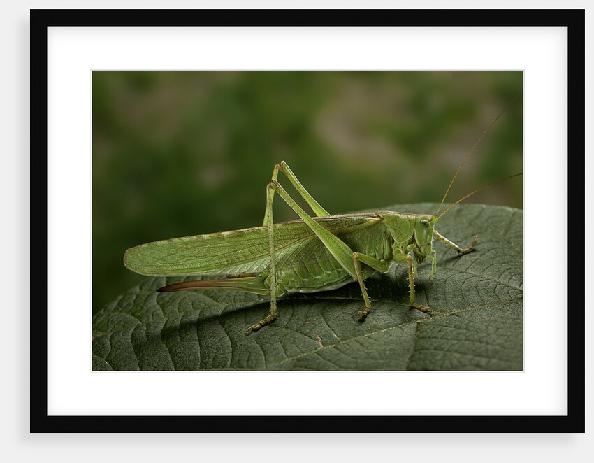 Tettigonia viridissima (great green bush-cricket) - female by Anonymous