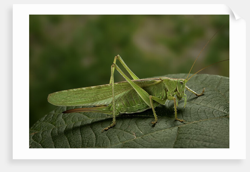 Tettigonia viridissima (great green bush-cricket) - female by Anonymous