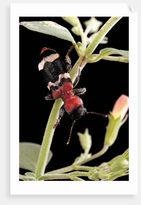 Thanasimus formicarius (ant beetle, european red-bellied clerid) by Anonymous